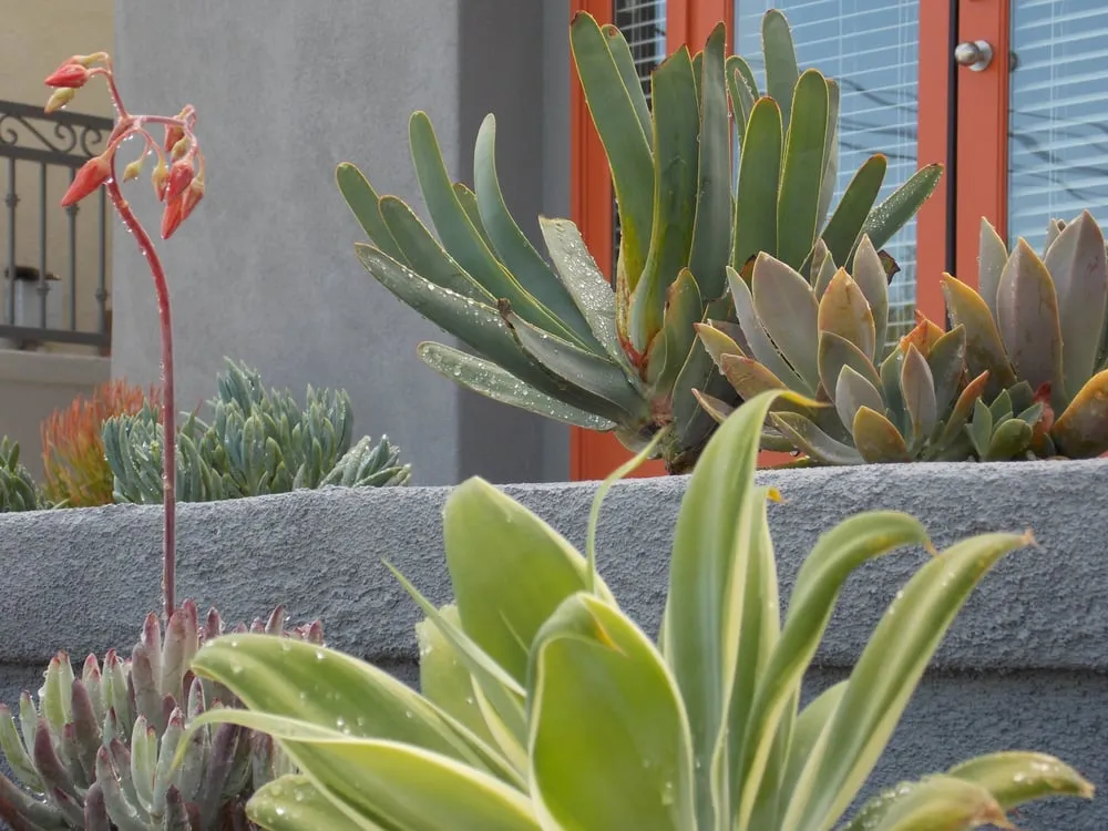 Local lawn care service for outdoor upgrades in Fullerton, CA by Xeristyle Exterior Design