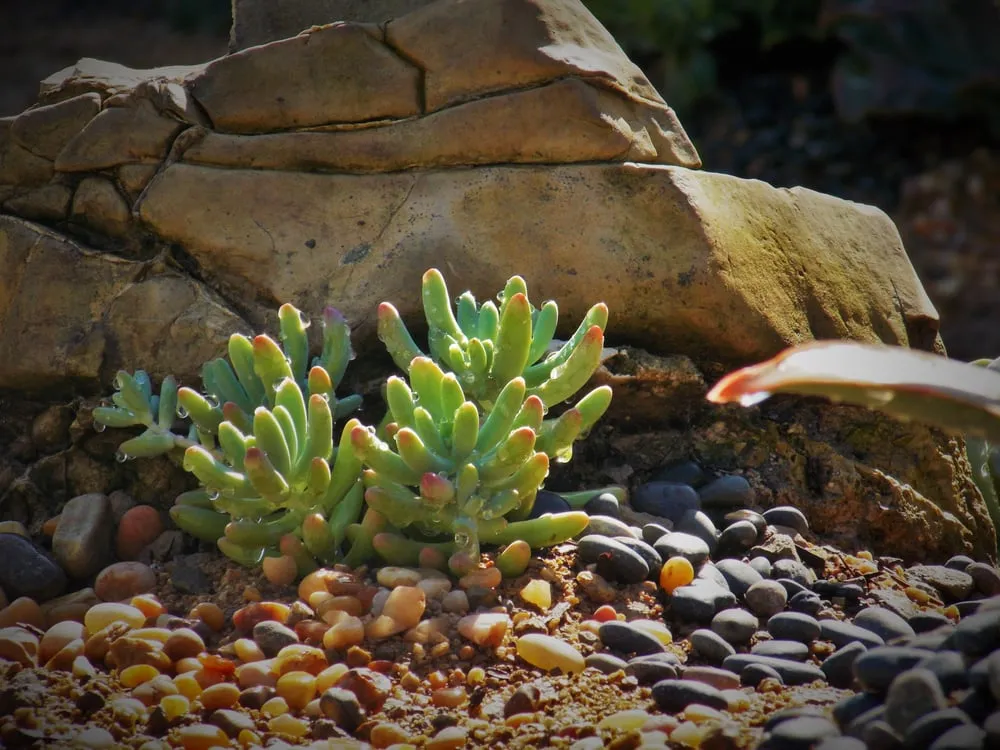 Top-rated yard maintenance for homes across Fullerton, CA - Xeristyle Exterior Design