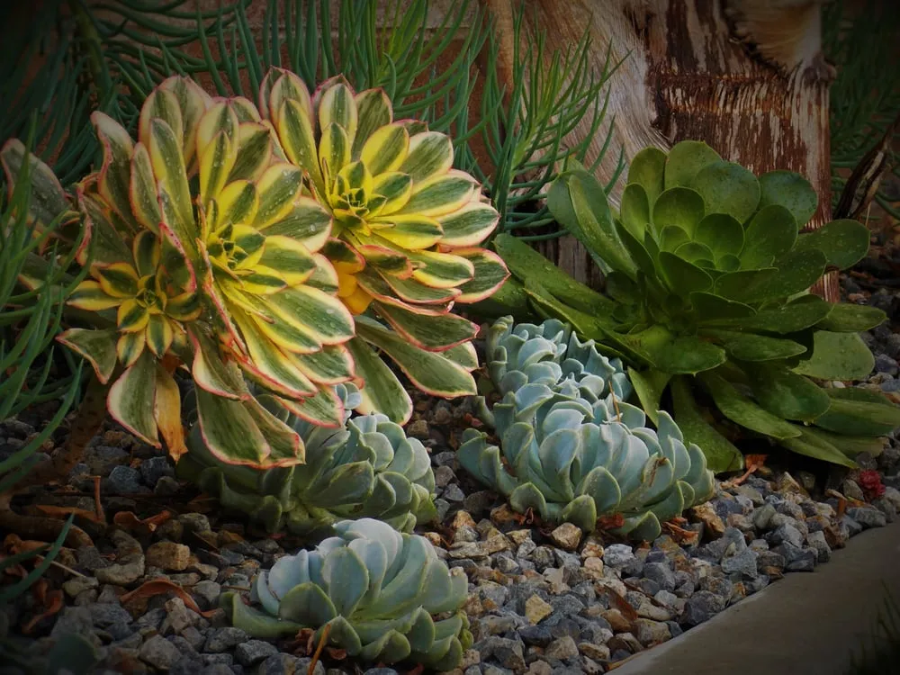 Affordable lawn mowing service for homes across Fullerton, CA - Xeristyle Exterior Design