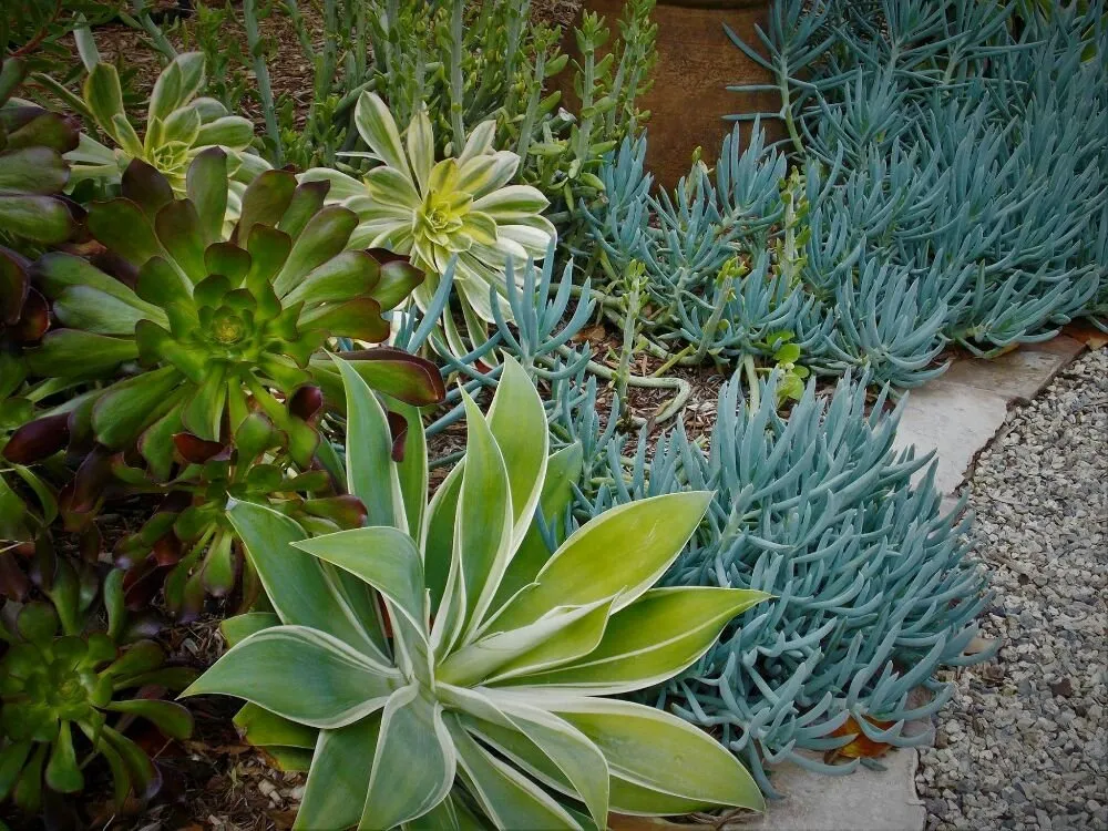 Local residential landscaping experts serving Fullerton, CA - Xeristyle Exterior Design