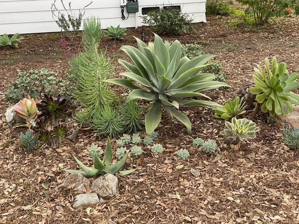 Affordable residential landscaping in Fullerton, CA by Xeristyle Exterior Design