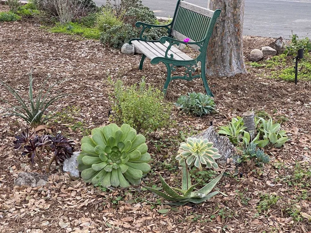 Professional yard maintenance near you across Fullerton, CA - Xeristyle Exterior Design