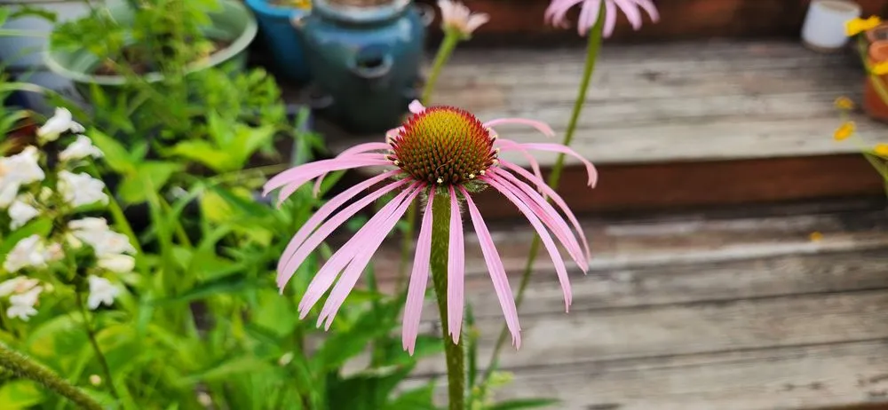 Trusted garden landscaping in West Barnstable, MA - XeroScape