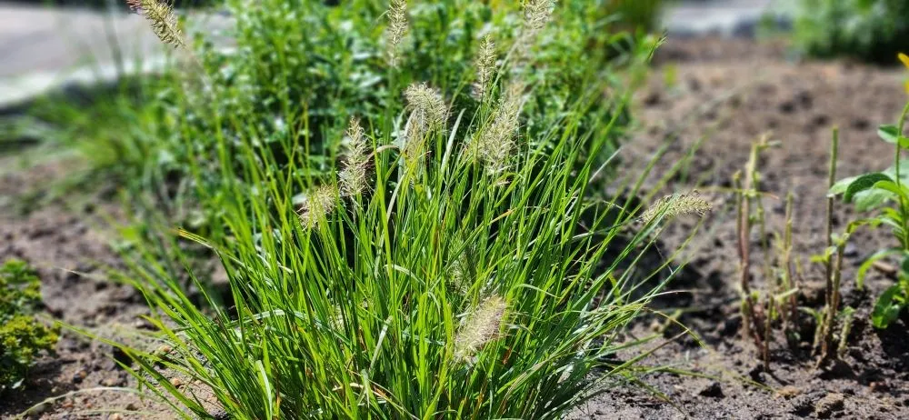 Trusted garden landscaping in West Barnstable, MA - XeroScape