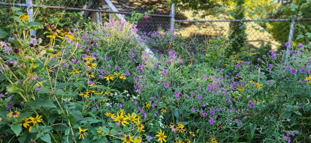 Trusted yard maintenance experts serving West Barnstable, MA - XeroScape