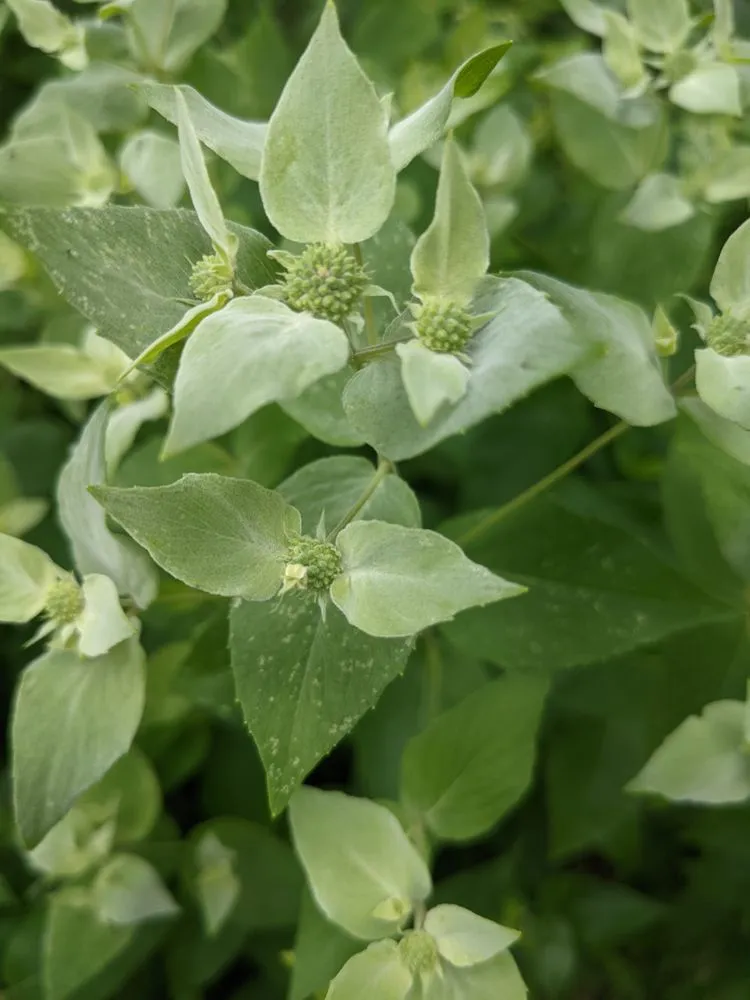 Affordable residential landscaping experts serving West Barnstable, MA - XeroScape