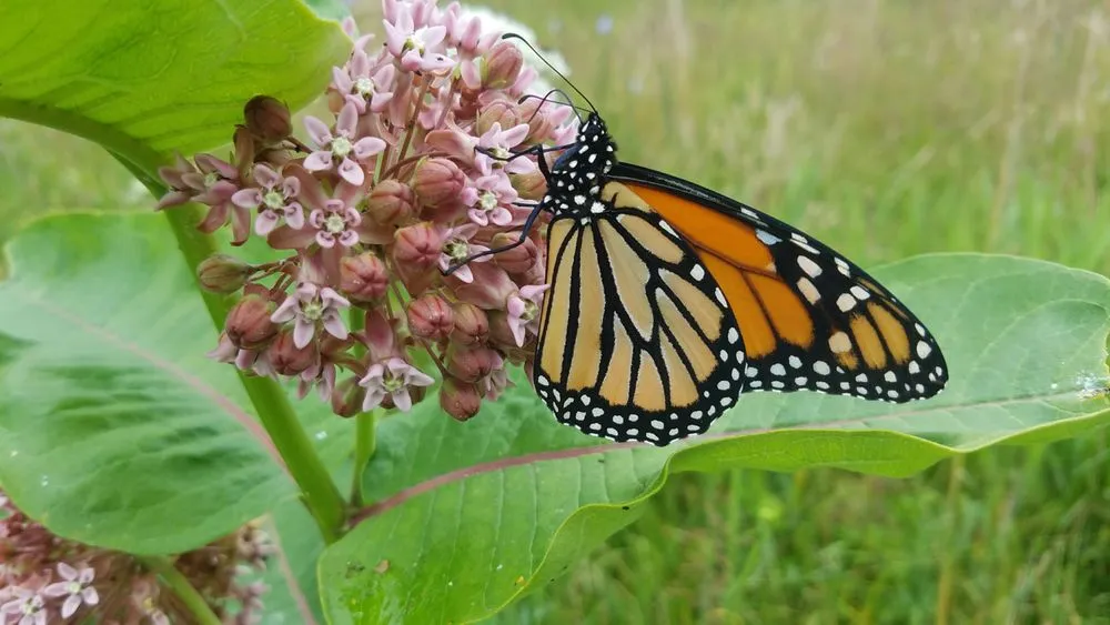 Reliable landscape design in West Barnstable, MA by XeroScape