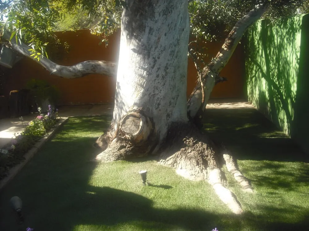 Trusted landscaping services for outdoor upgrades in Tucson, AZ by Xeroscapes