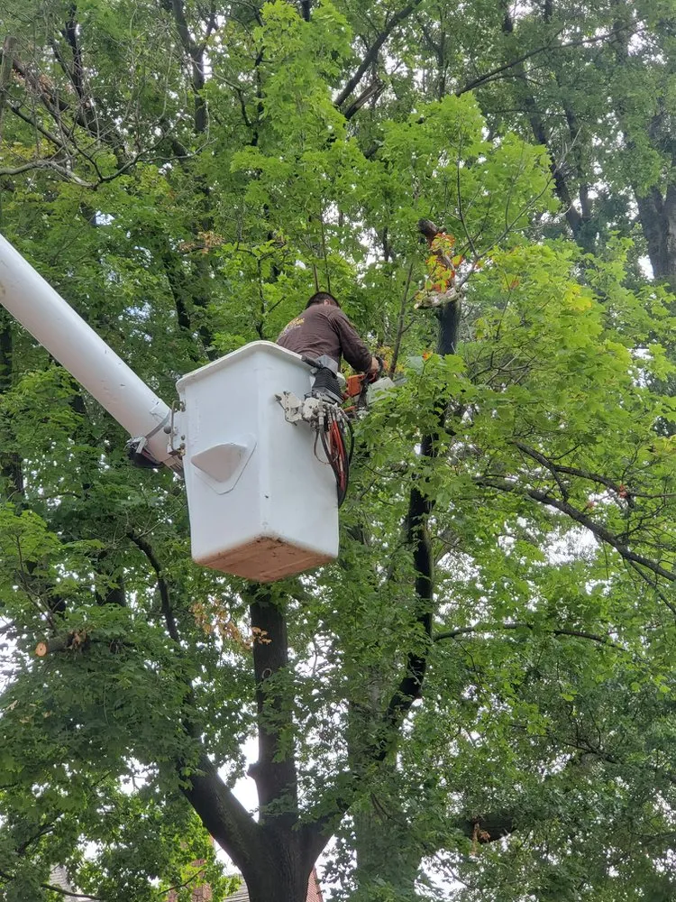 Professional lawn care service in Jefferson, NJ - Xizo Landscaping & Tree Service