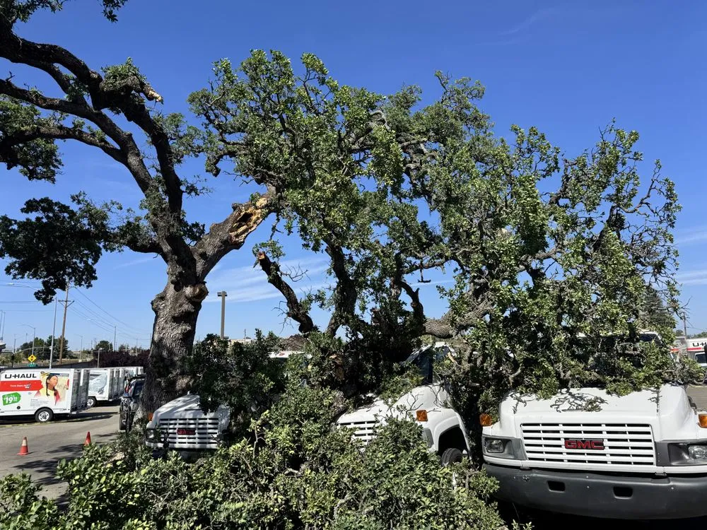 Top-rated lawn mowing service in Sacramento, CA by Xochitl Tree Service