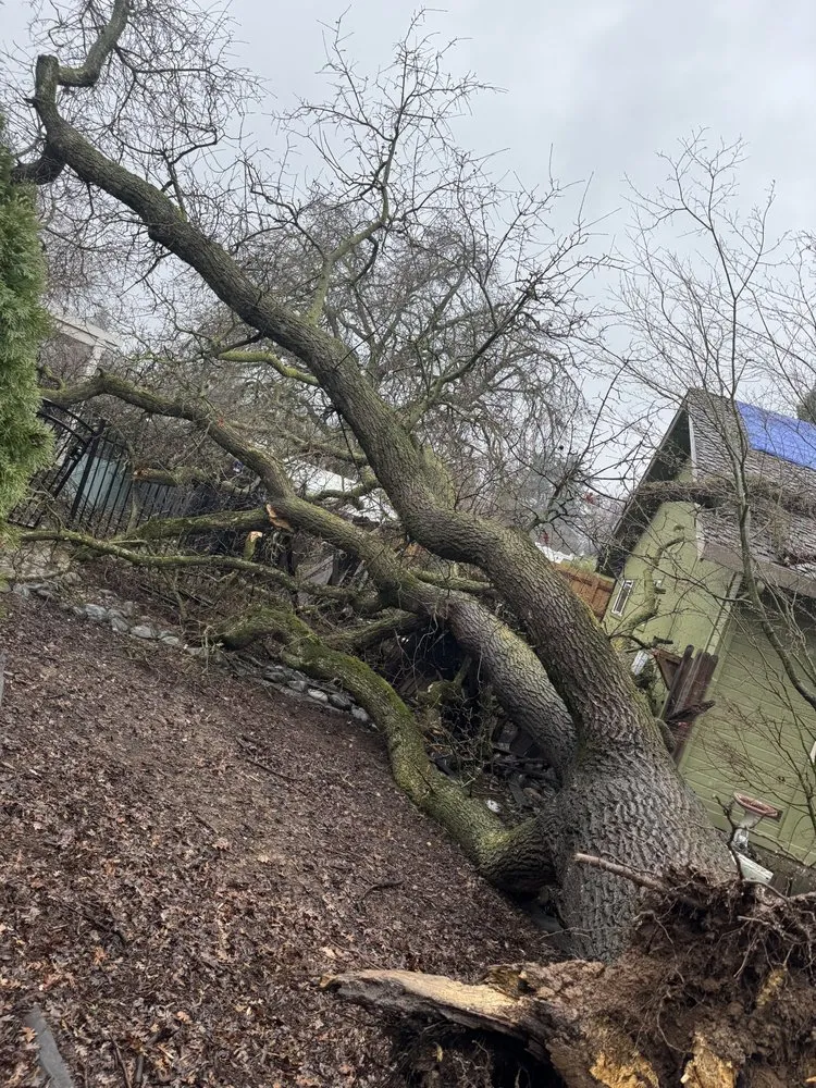 Professional outdoor landscaping experts serving Sacramento, CA - Xochitl Tree Service