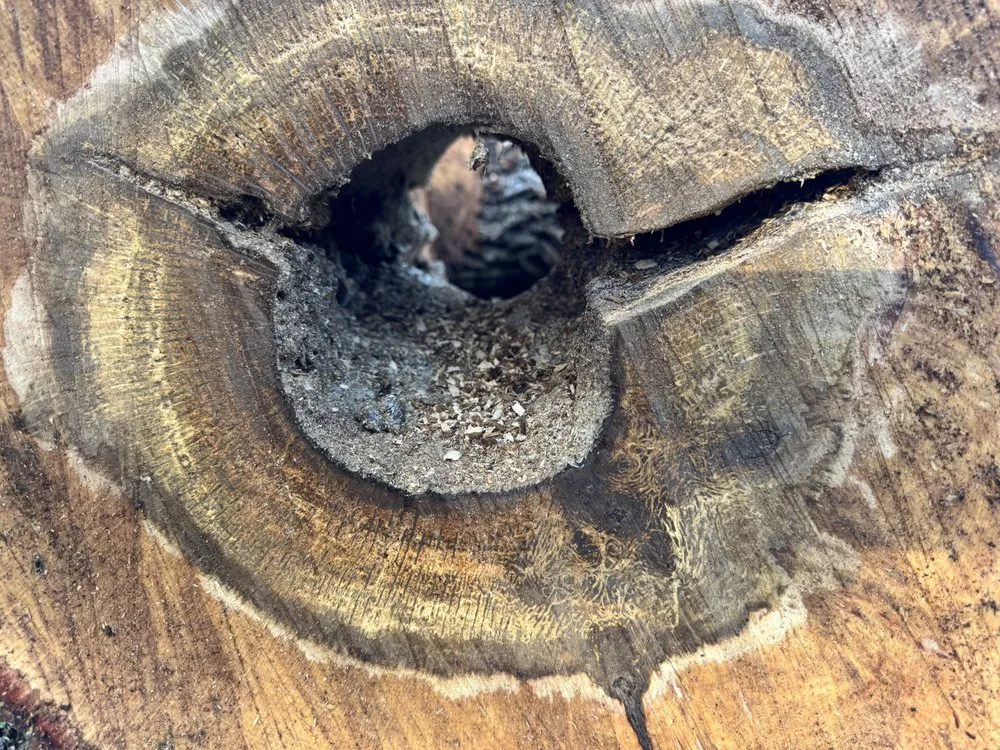 Custom yard cleanup service for year-round maintenance in Sacramento, CA by Xochitl Tree Service