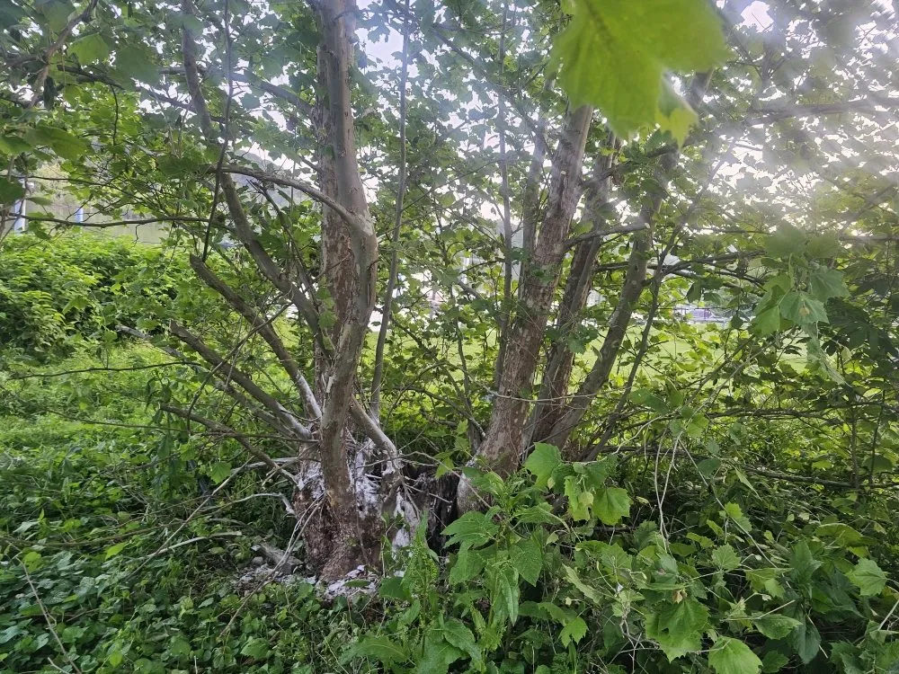 Affordable landscaping services experts serving Brackenridge, PA - Xplaz