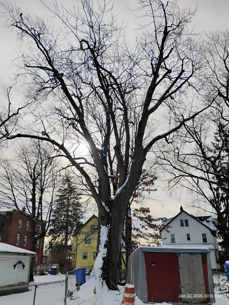 Local landscaping services for residential properties in Danbury, CT by Xplus Tree Service