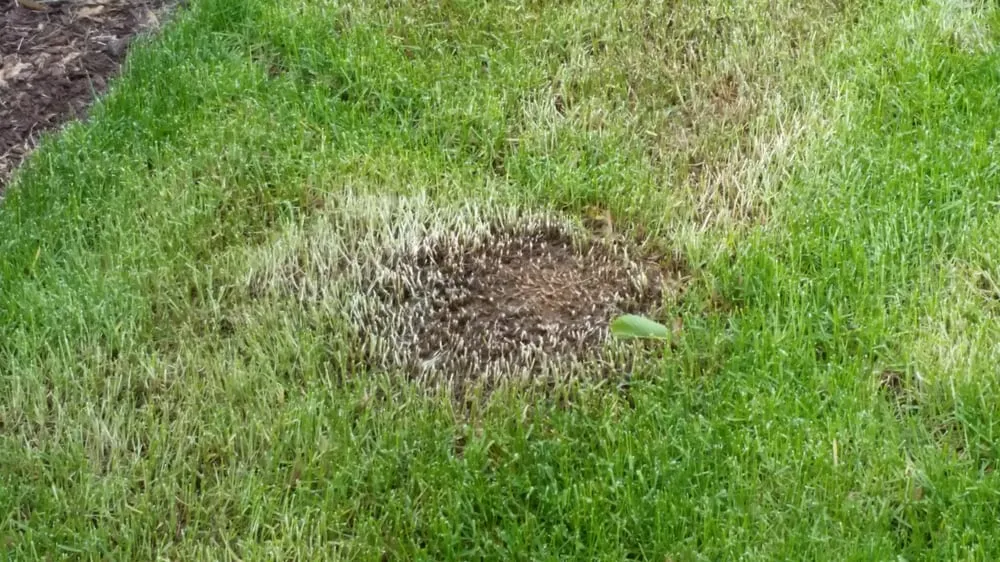 Trusted lawn care service for homes across Lyons, IL - XS Kevin's Landscaping Service & Snow Removal