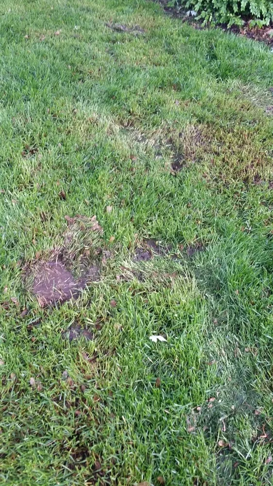 Custom outdoor landscaping with custom design in Lyons, IL by XS Kevin's Landscaping Service & Snow Removal