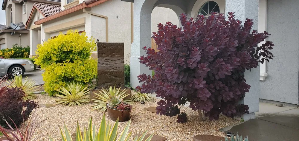 Affordable landscaping services for beautiful yards across Shingle Springs, CA - Xscape Gardens