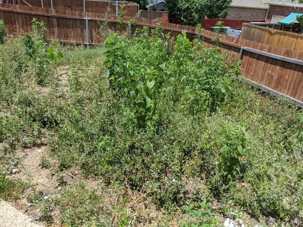 Custom yard maintenance experts serving Plano, TX - Xscaping