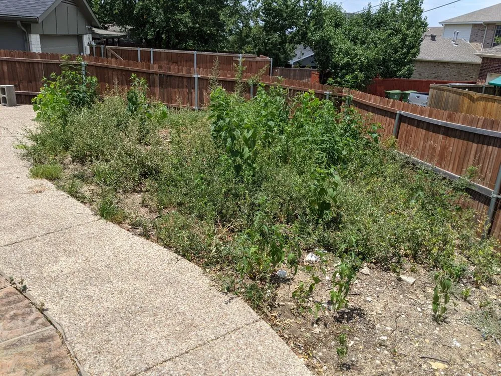 Local yard maintenance in Plano, TX by Xscaping