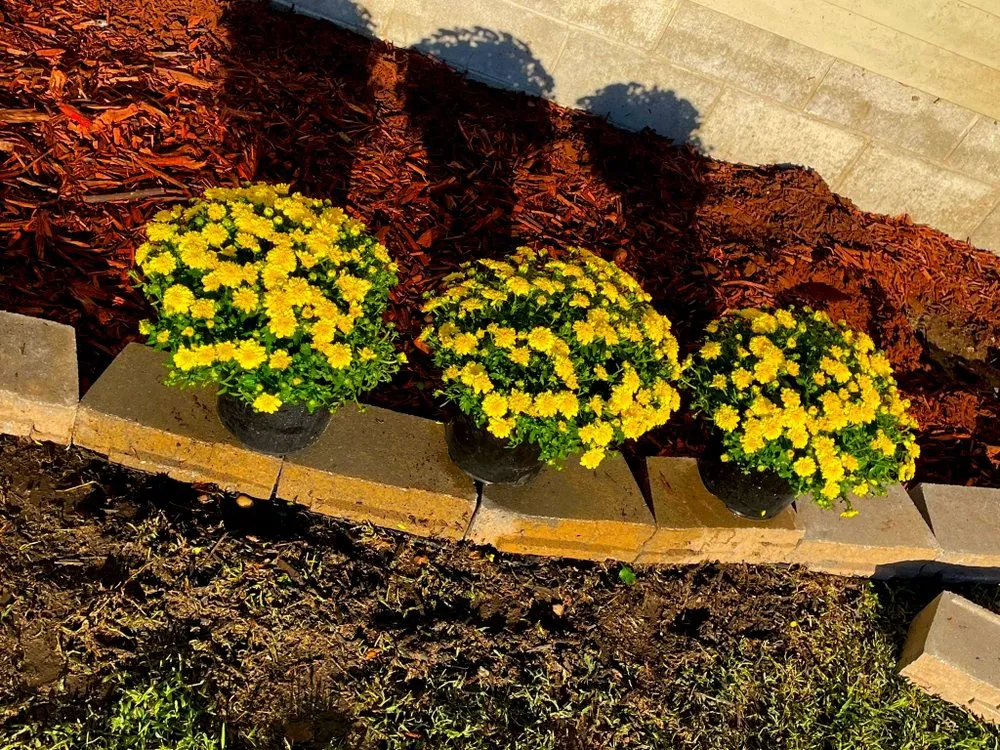 Custom yard maintenance in Webb City, MO - Xterior Lawn Care and More