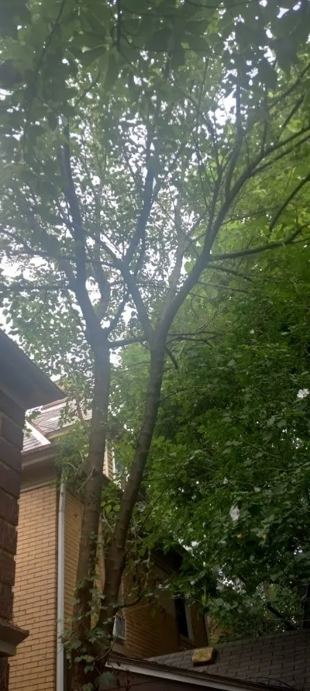 Trusted lawn mowing service in Pittsburgh, PA - Xtra Handz