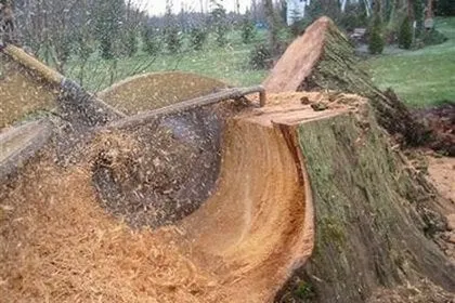 Professional landscaping services experts serving Margate, FL - Xtream Stump Grinding