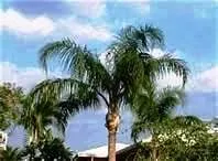 Top-rated residential landscaping with custom design across Phoenix, AZ - Xtreme Green Visions LLC