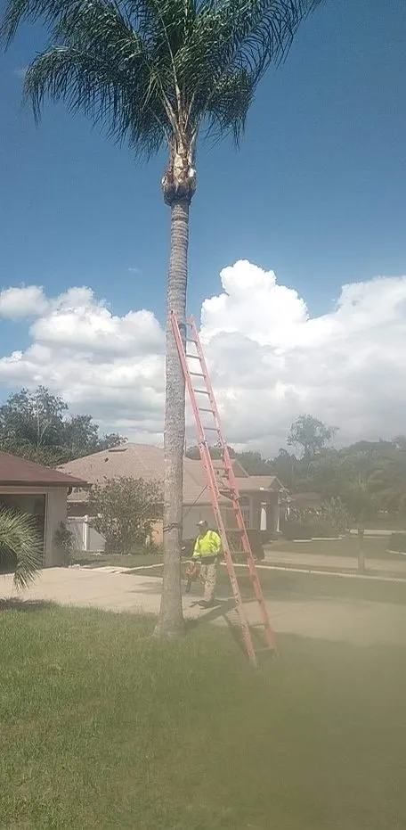 Custom landscape installation in Sanford, FL by Xtreme Outdoor Solutions