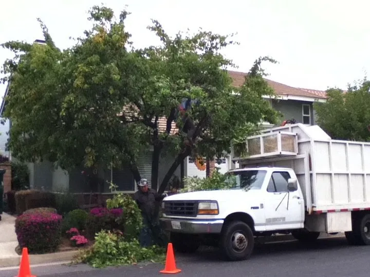 Expert landscaping services near you across Pomona, CA - Xtreme Tree Care
