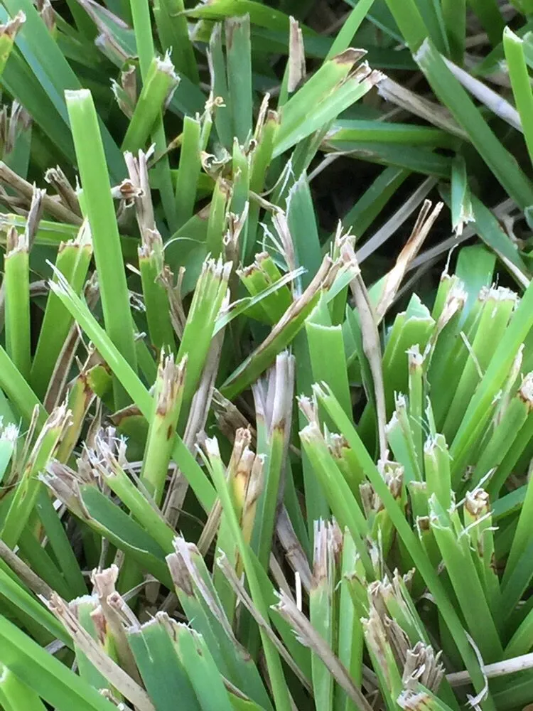 Trusted outdoor landscaping in Loxley, AL by Xtreme Turf Lawn Care