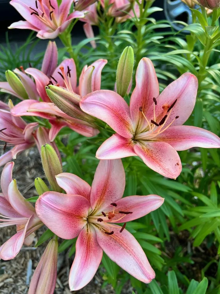 Custom lawn care service in Minneapolis, MN by Xylem Designs