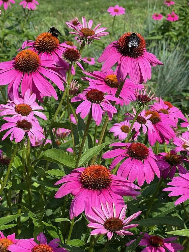 Custom landscape design experts serving Minneapolis, MN - Xylem Designs