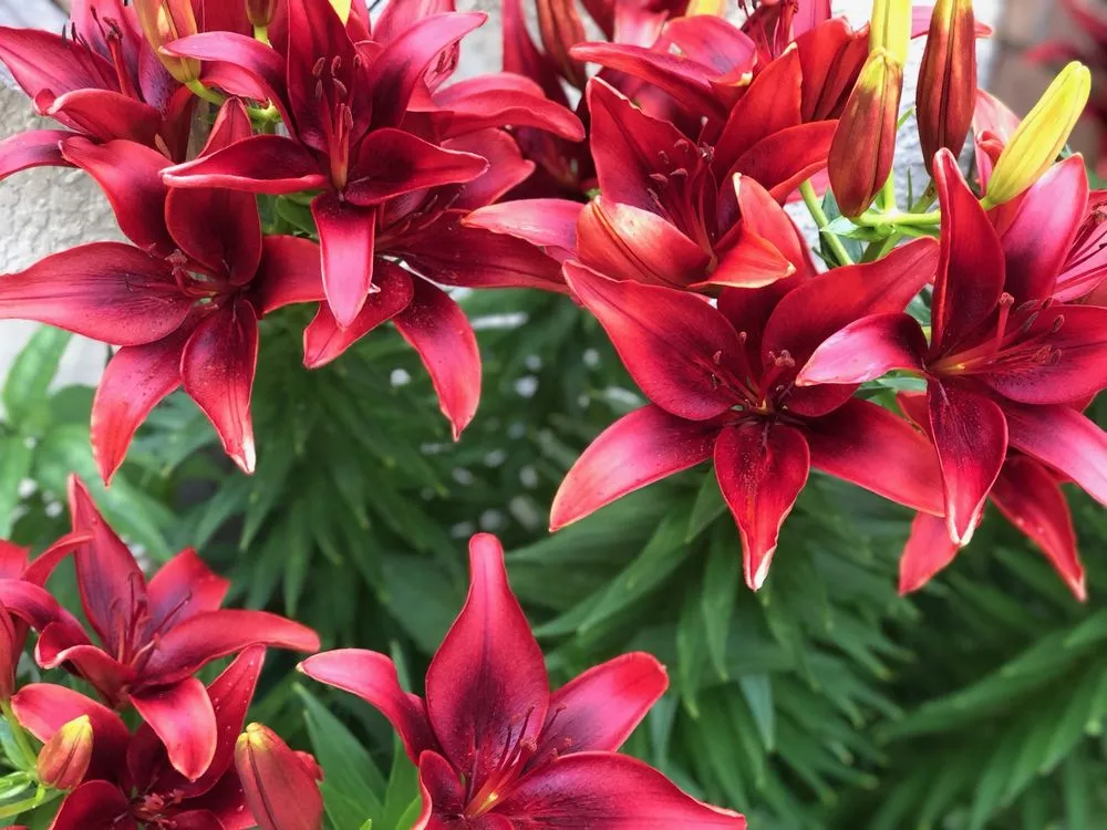 Expert residential landscaping experts serving Minneapolis, MN - Xylem Designs