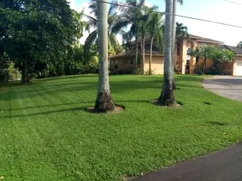 Expert yard maintenance in Tampa, FL by Y & M Landscaping Service