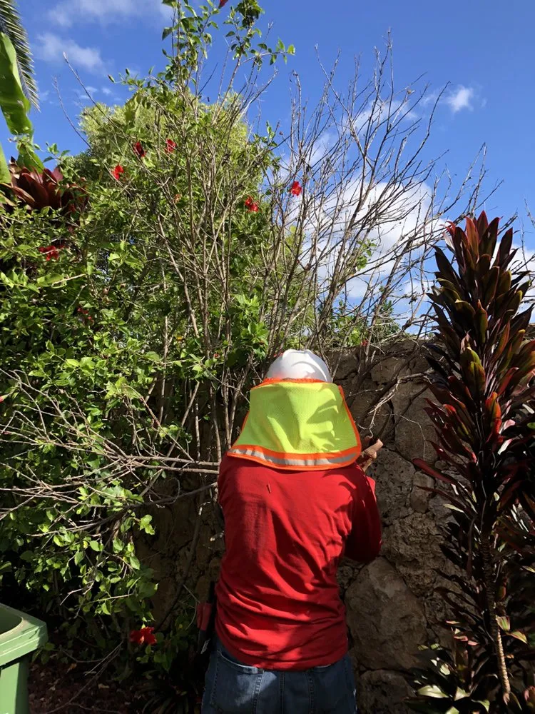 Affordable lawn care service in Honolulu, HI - Yago Landscape