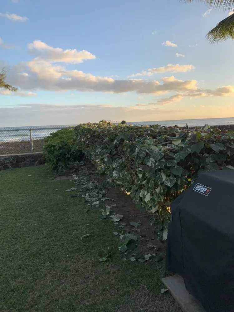 Expert yard cleanup service for homes in Honolulu, HI by Yago Landscape