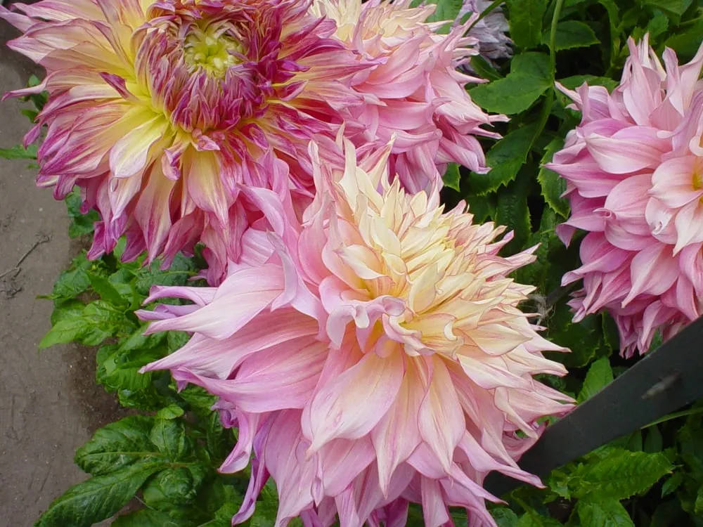 Reliable landscaping services near you across Lawndale, CA - Yahnisi Landscape