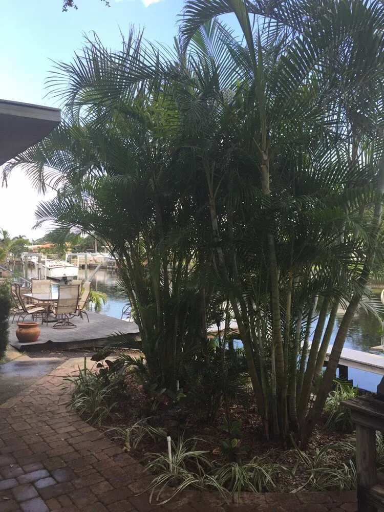 Professional yard maintenance in Saint Petersburg, FL - Yahweh Lawn Care & Landscaping