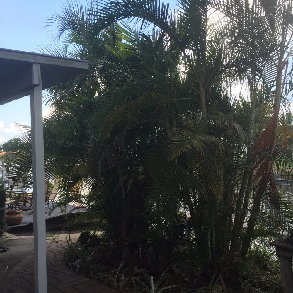 Affordable lawn mowing service for year-round maintenance in Saint Petersburg, FL by Yahweh Lawn Care & Landscaping