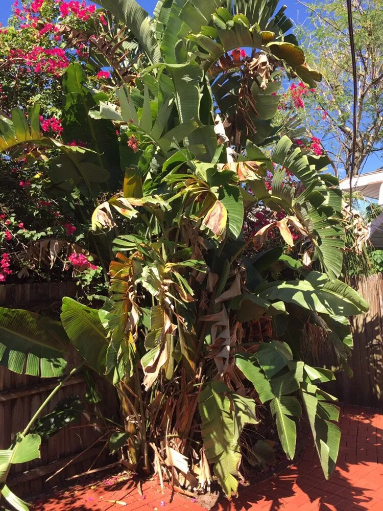 Local lawn care service in Saint Petersburg, FL by Yahweh Lawn Care & Landscaping