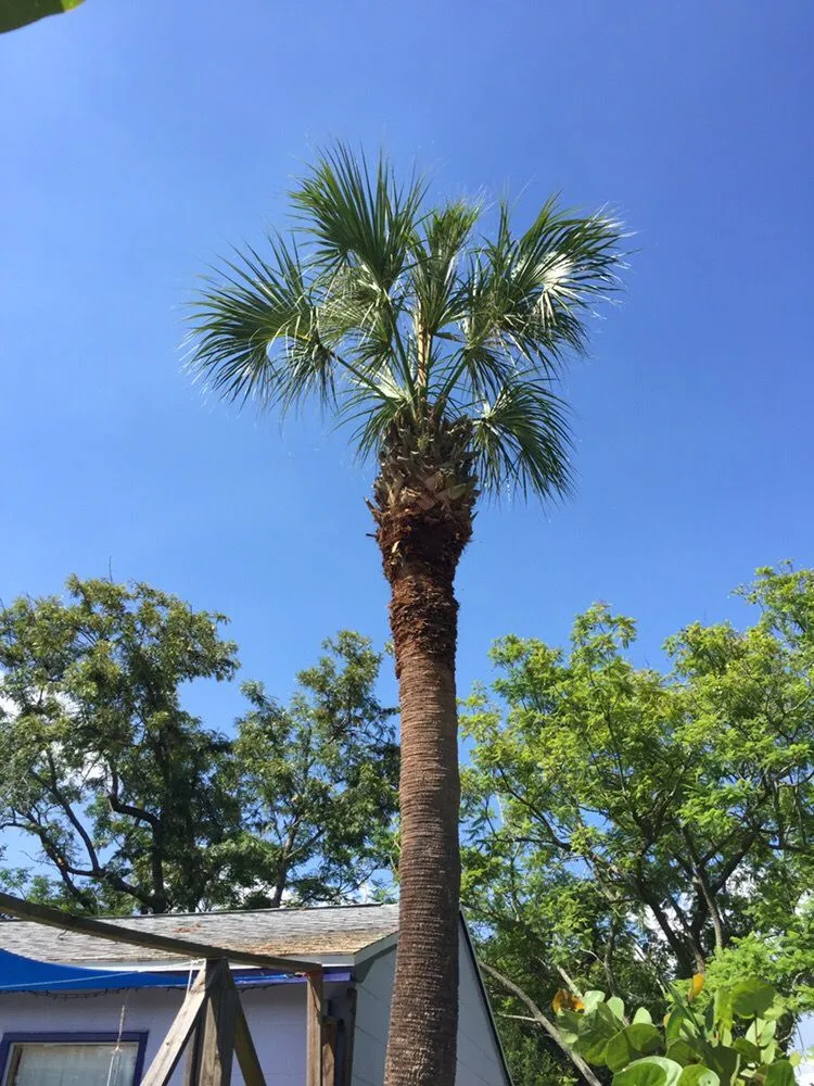 Affordable landscape installation in Saint Petersburg, FL - Yahweh Lawn Care & Landscaping