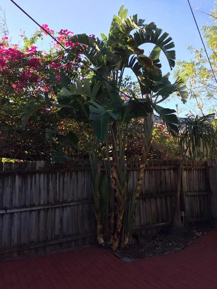 Trusted yard maintenance for homes in Saint Petersburg, FL by Yahweh Lawn Care & Landscaping