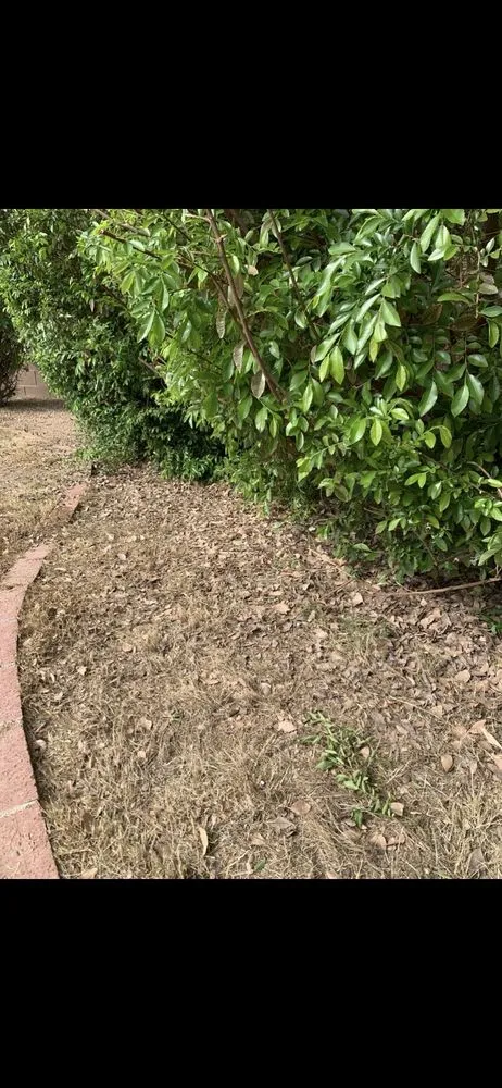 Trusted outdoor landscaping for outdoor upgrades across Glendale, AZ - Yahweh tree and landscape