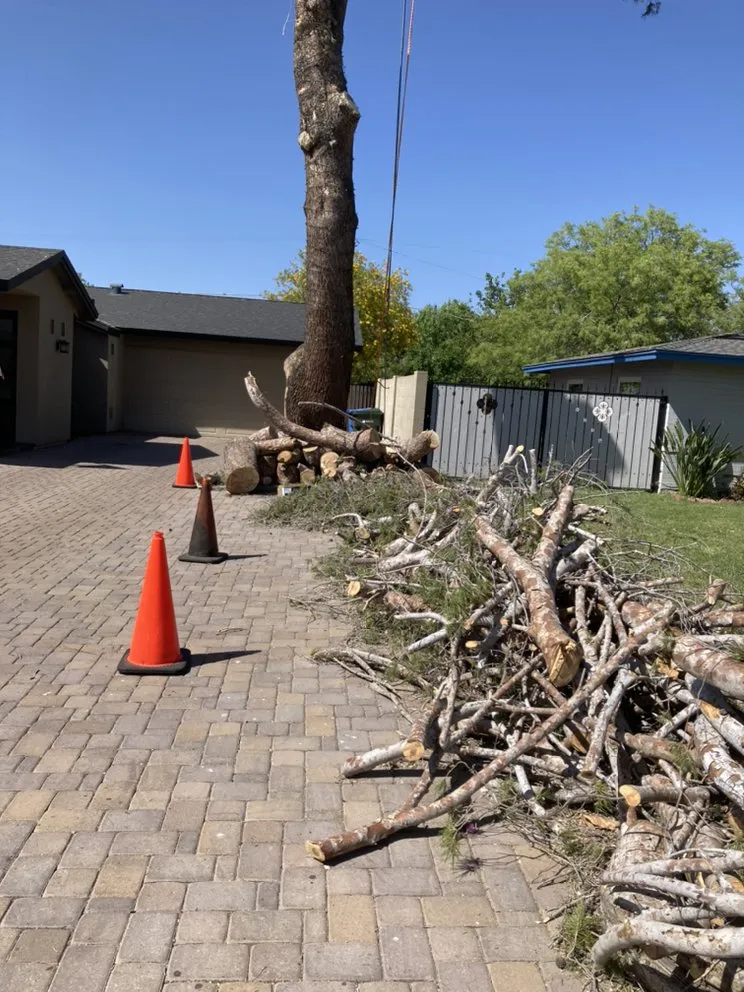 Expert lawn mowing service experts serving Glendale, AZ - Yahweh tree and landscape