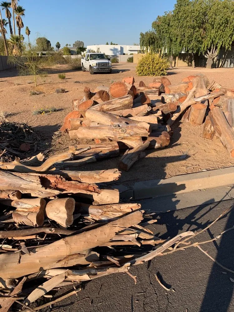 Top-rated landscape design in Glendale, AZ - Yahweh tree and landscape