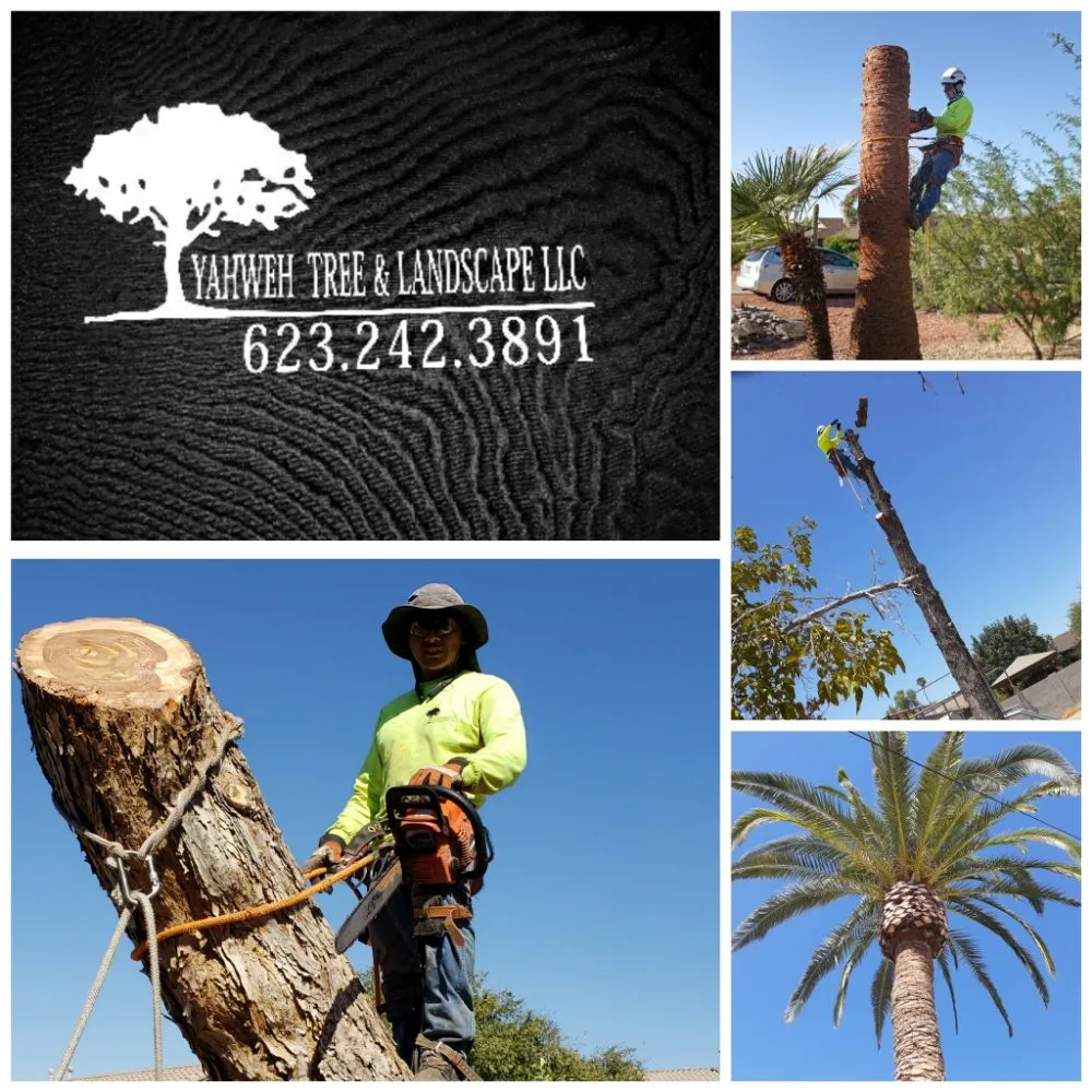 Professional garden landscaping in Glendale, AZ by Yahweh tree and landscape