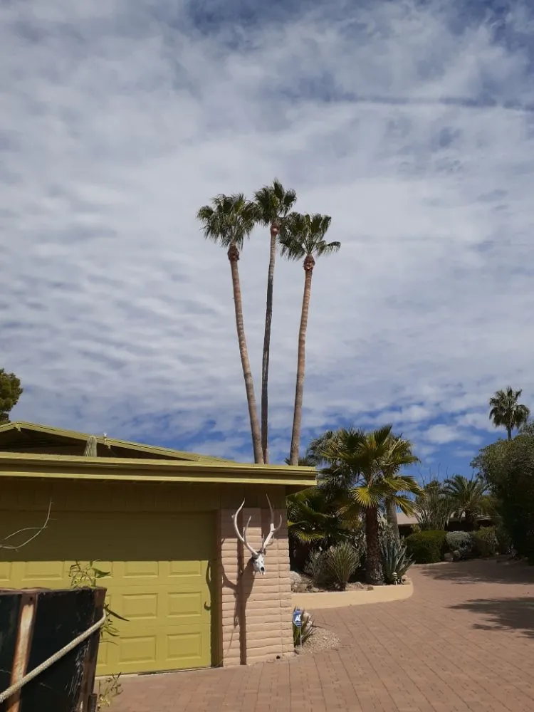 Top-rated lawn care service experts serving Glendale, AZ - Yahweh tree and landscape