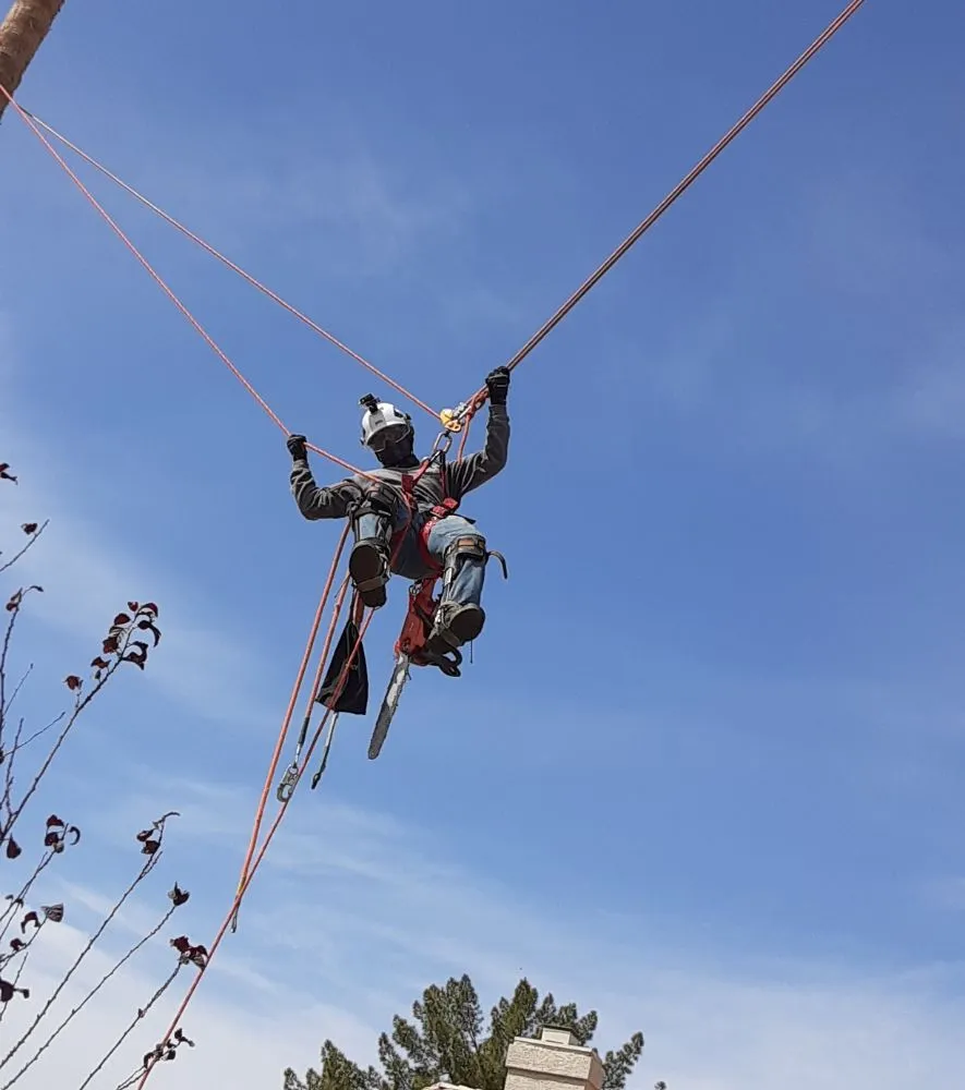 Local lawn care service in Glendale, AZ by Yahweh tree and landscape