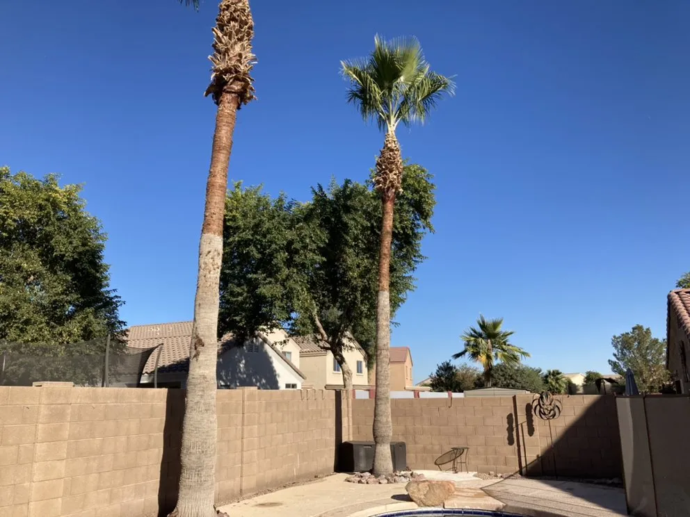 Professional yard maintenance experts serving Glendale, AZ - Yahweh tree and landscape