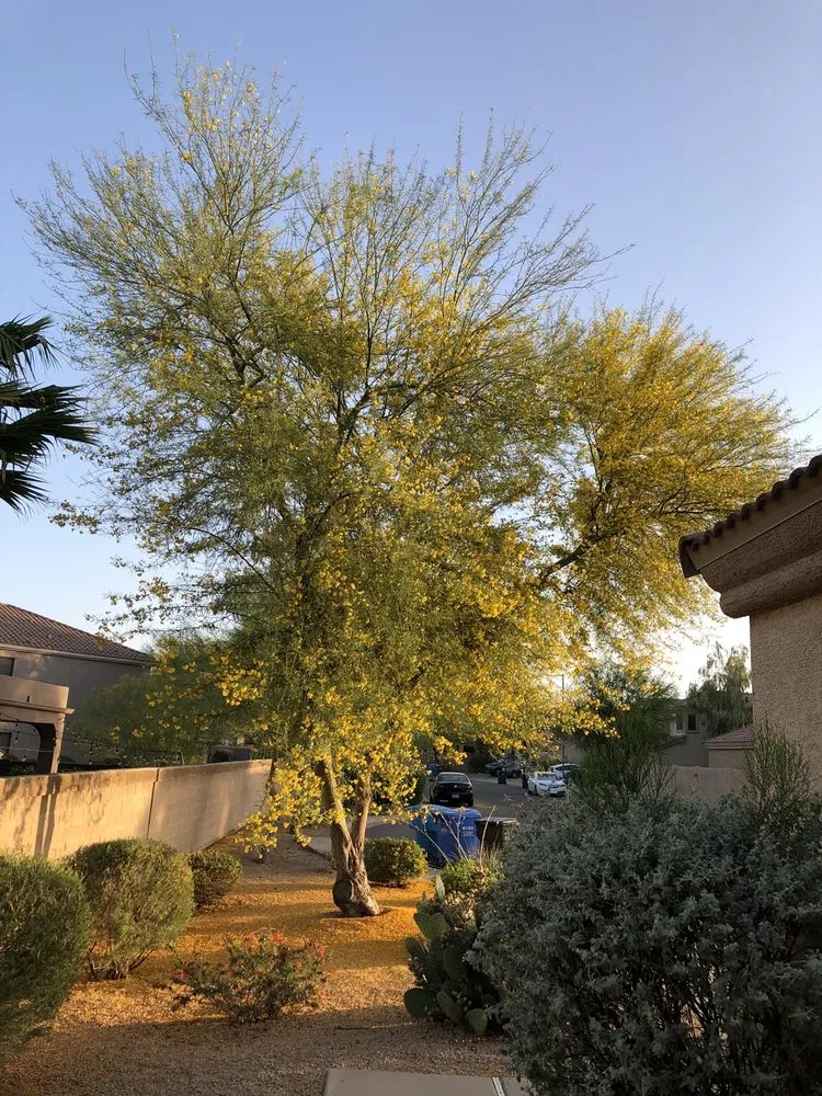 Professional landscape design in Glendale, AZ by Yahweh tree and landscape